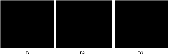 Method for controlled cultivating of neoregelia carolinae