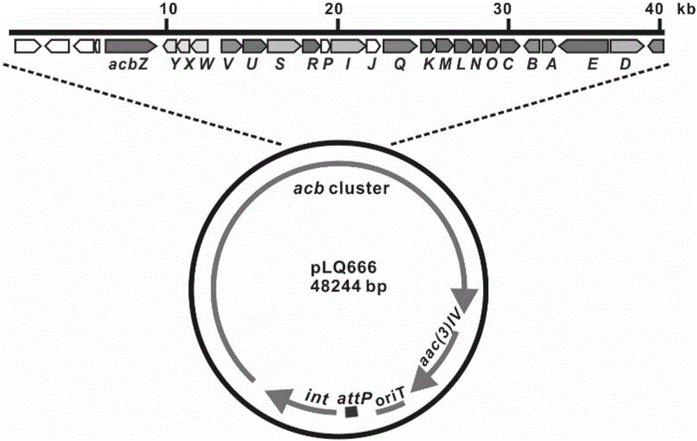 Actinoplanes spp. genetic manipulation system