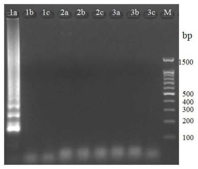 A method and kit for rapid detection of golden algae by loop-mediated isothermal amplification