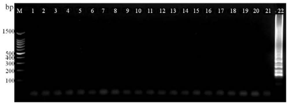 A method and kit for rapid detection of golden algae by loop-mediated isothermal amplification