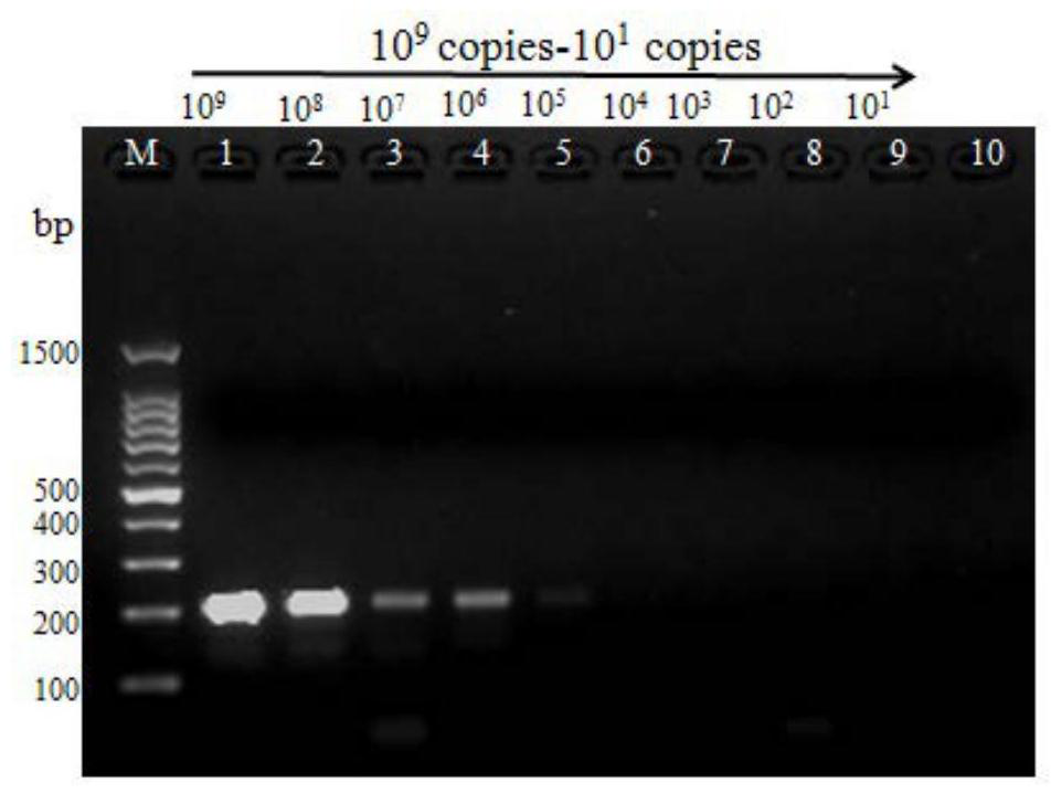 A method and kit for rapid detection of golden algae by loop-mediated isothermal amplification