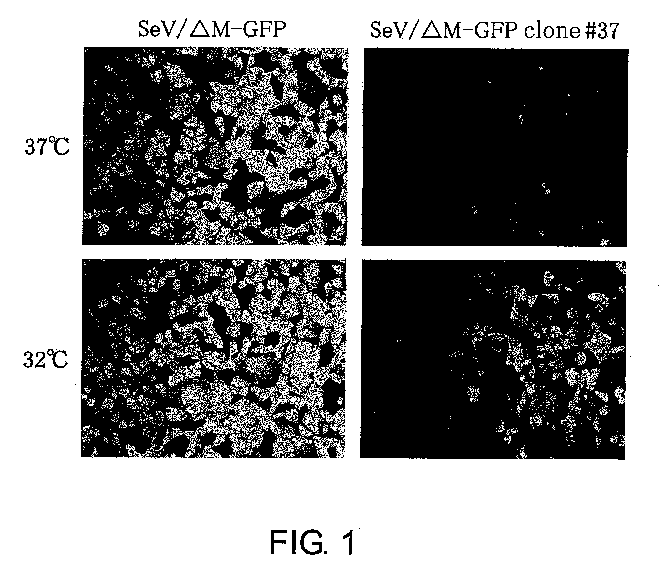 Attenuated minus-stranded RNA virus