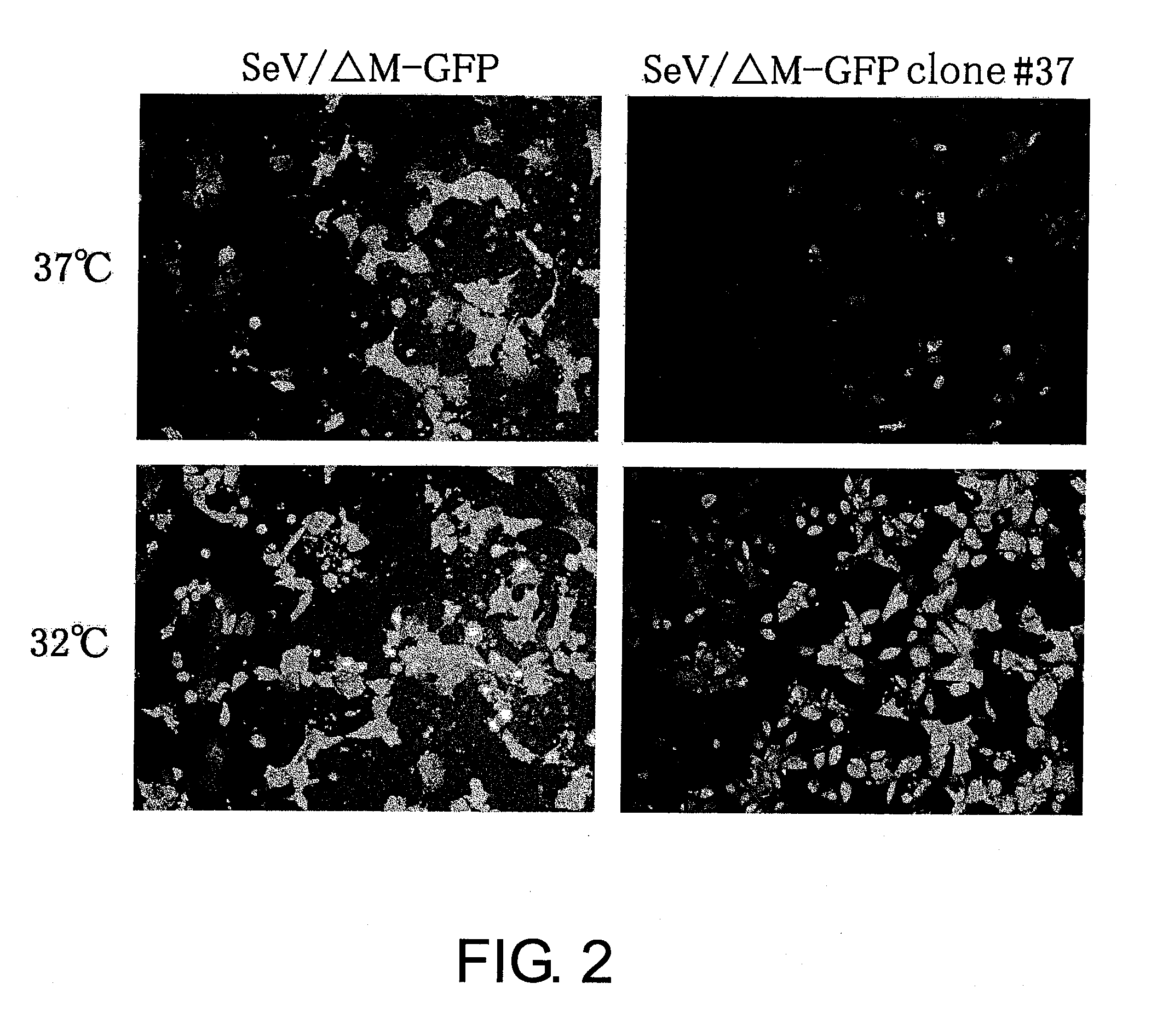 Attenuated minus-stranded RNA virus