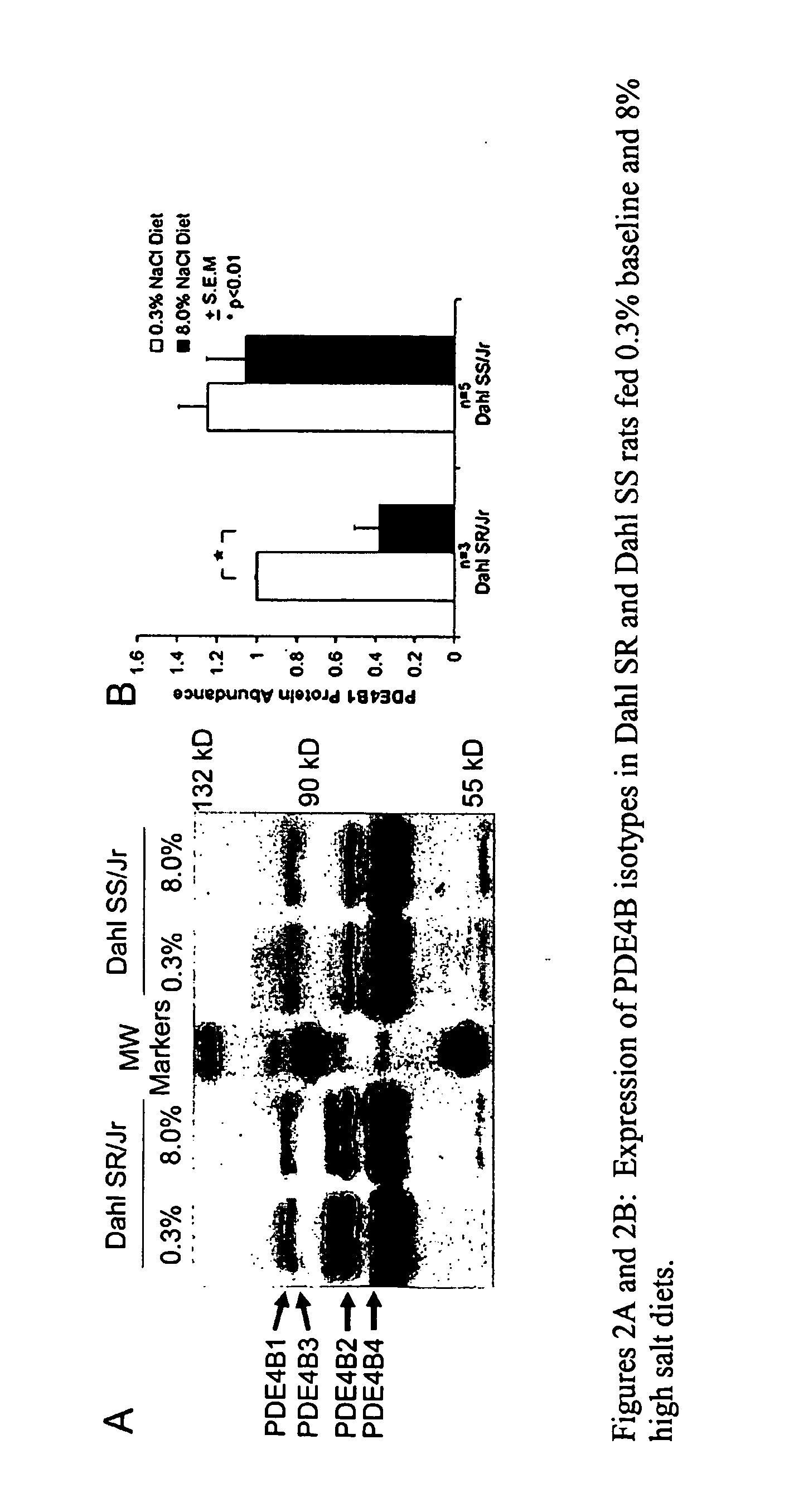 Blood Pressure Reduction in Salt-Sensitive Hypertension