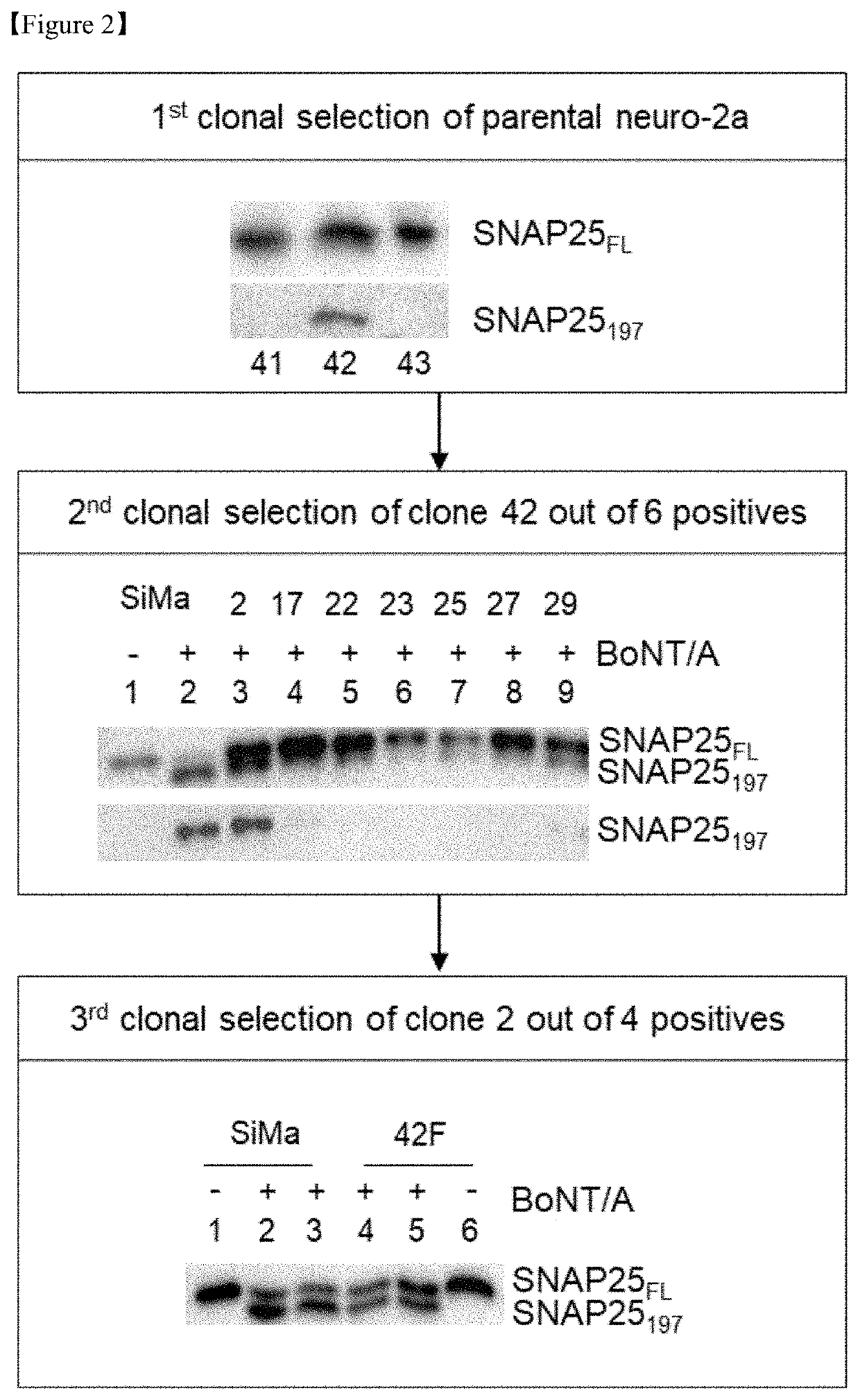 Cell-based method for determining an activity of botulinum toxin