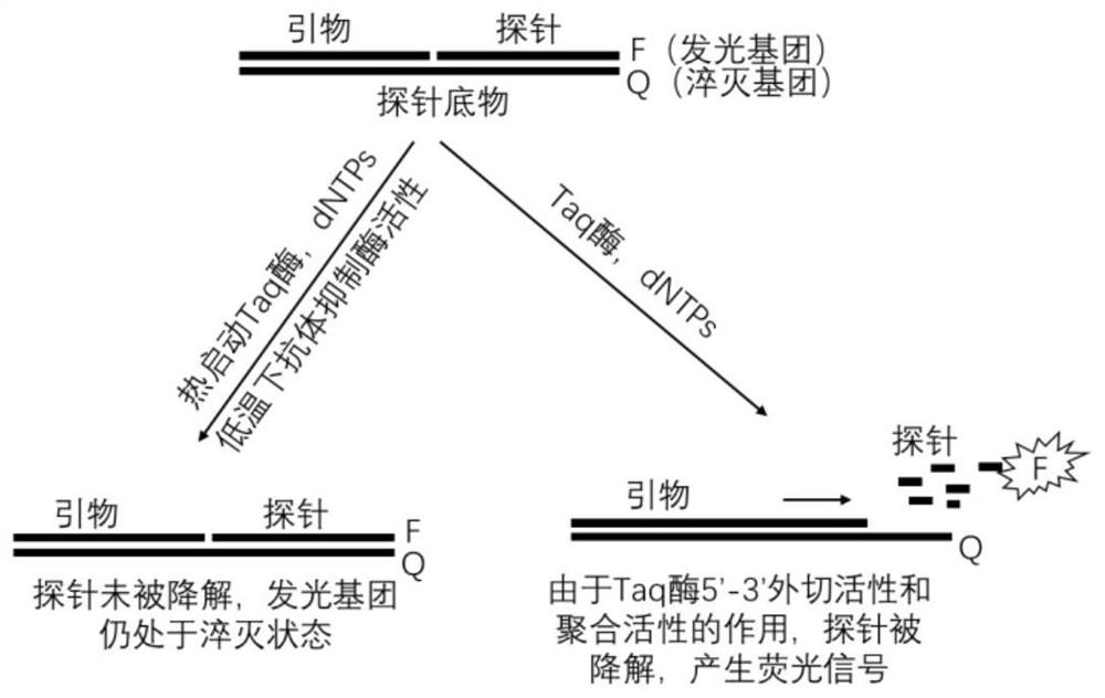 Monoclonal antibody specifically combined with Taq DNA polymerase and application thereof