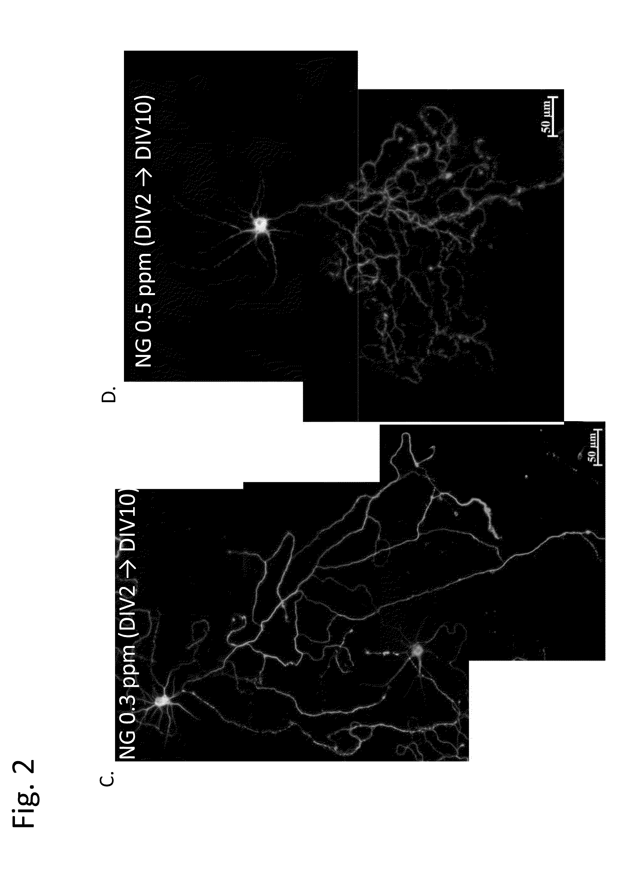 Transcranial burst electrostimulation apparatus and its applications