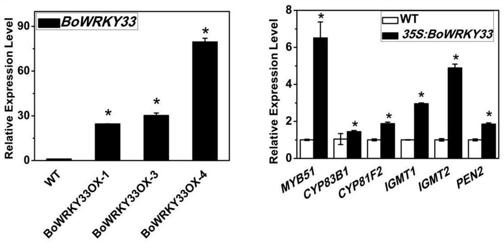 Kale bowrky33 gene and its application