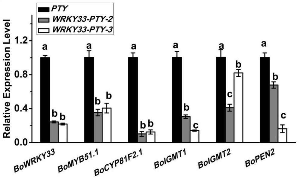 Kale bowrky33 gene and its application