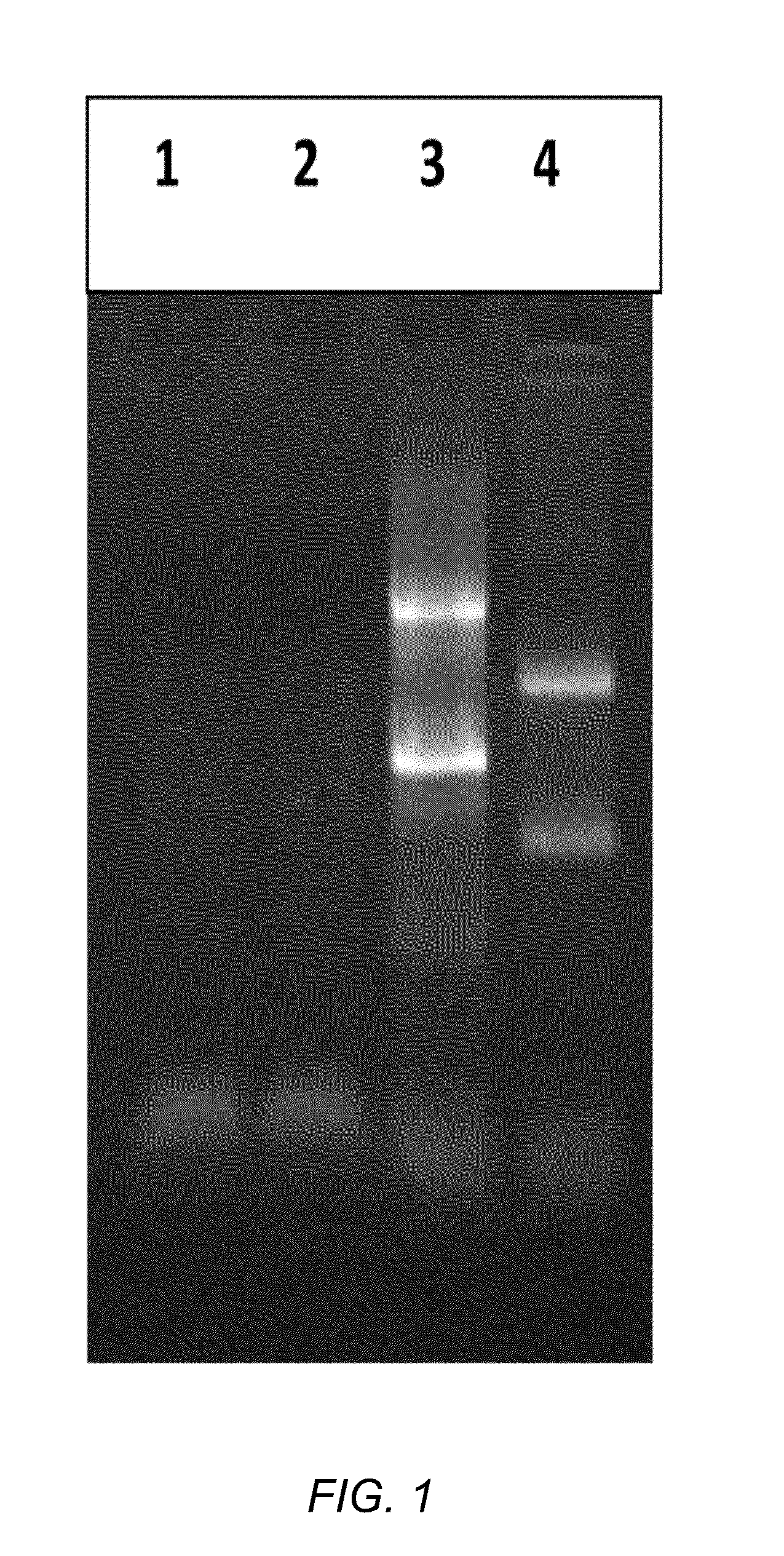 Methods and compositions for improving removal of ribosomal RNA from biological samples