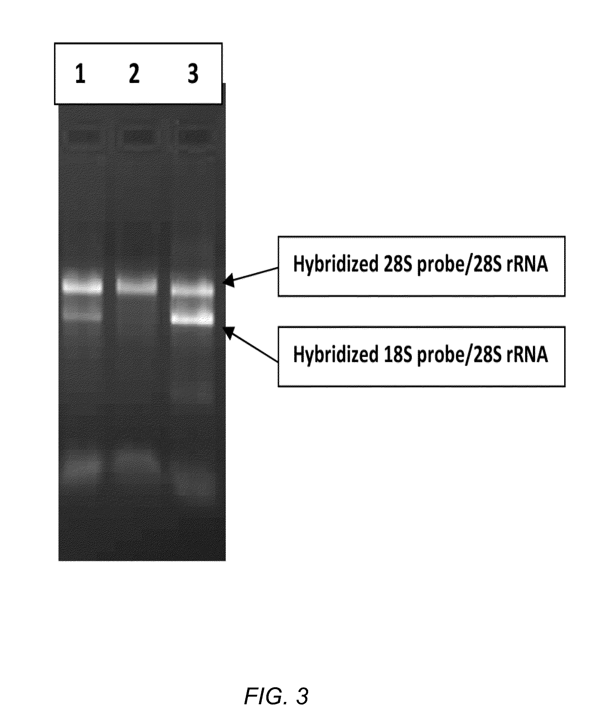 Methods and compositions for improving removal of ribosomal RNA from biological samples