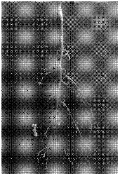 Rhizobium strain and application thereof