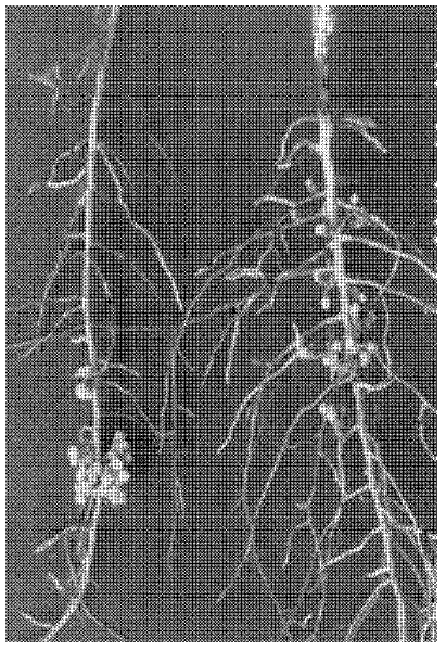 Rhizobium strain and application thereof