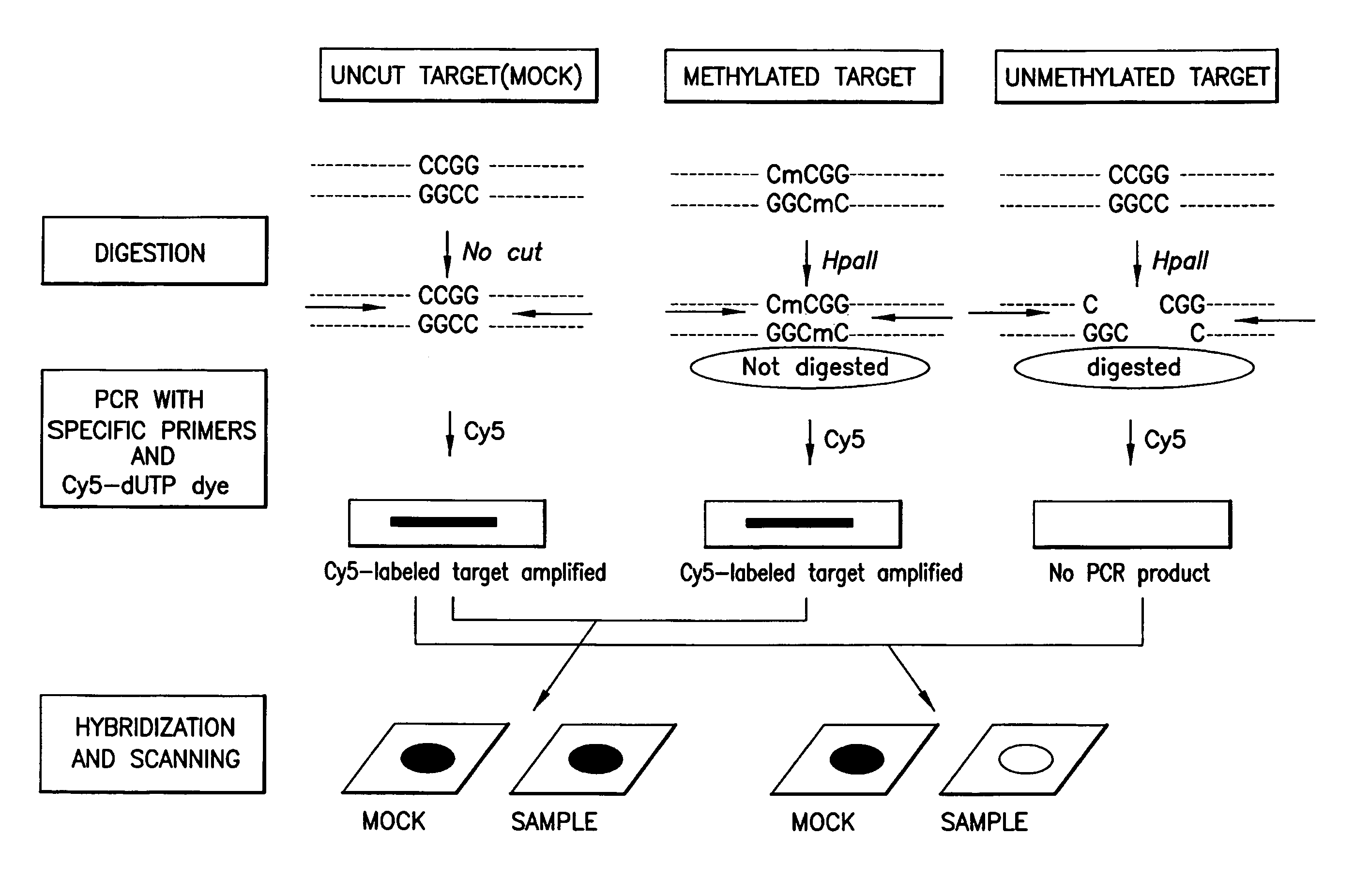 Method for detecting methylation of promoter using restriction enzyme and DNA chip