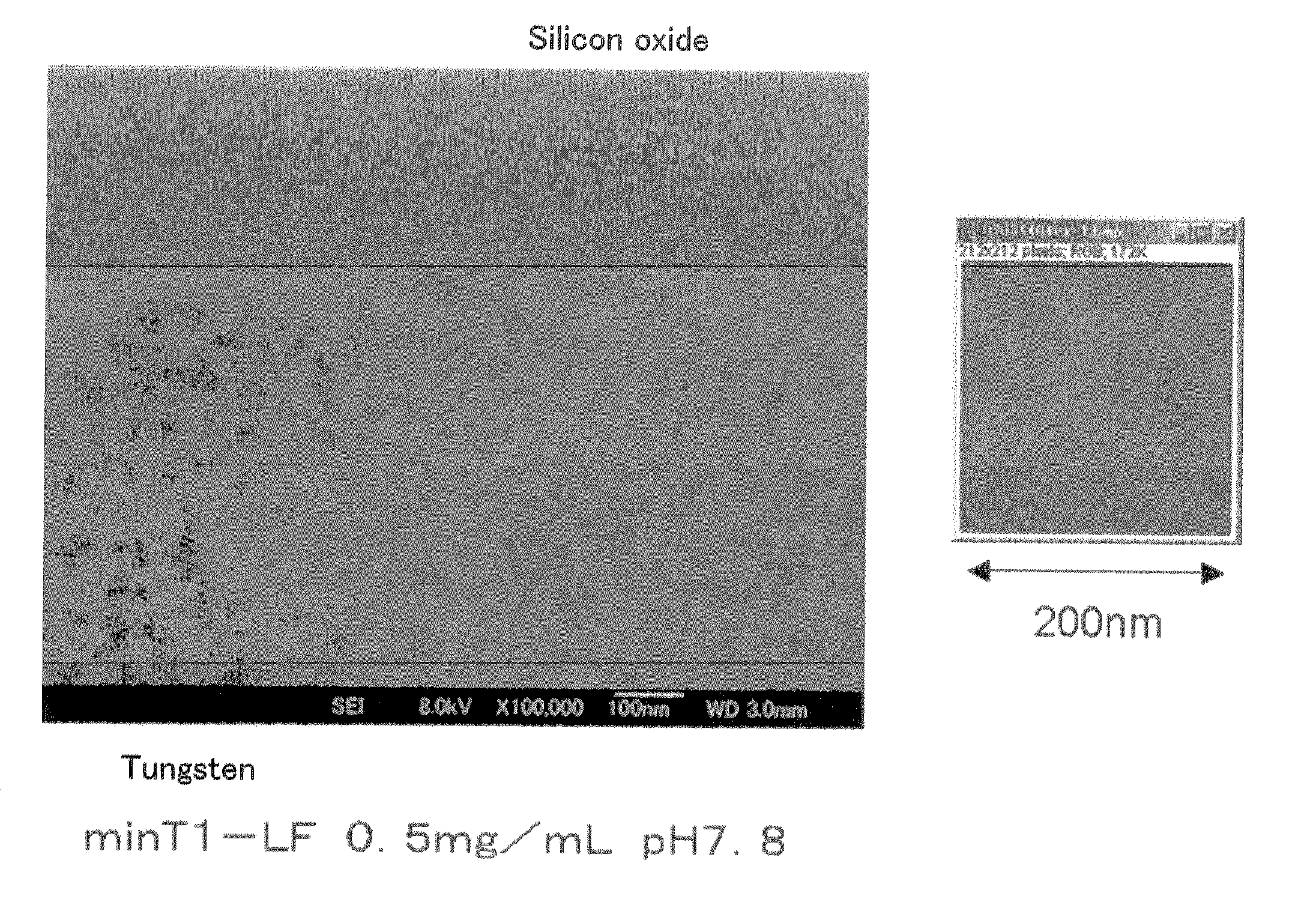 Method of arraying ferritin