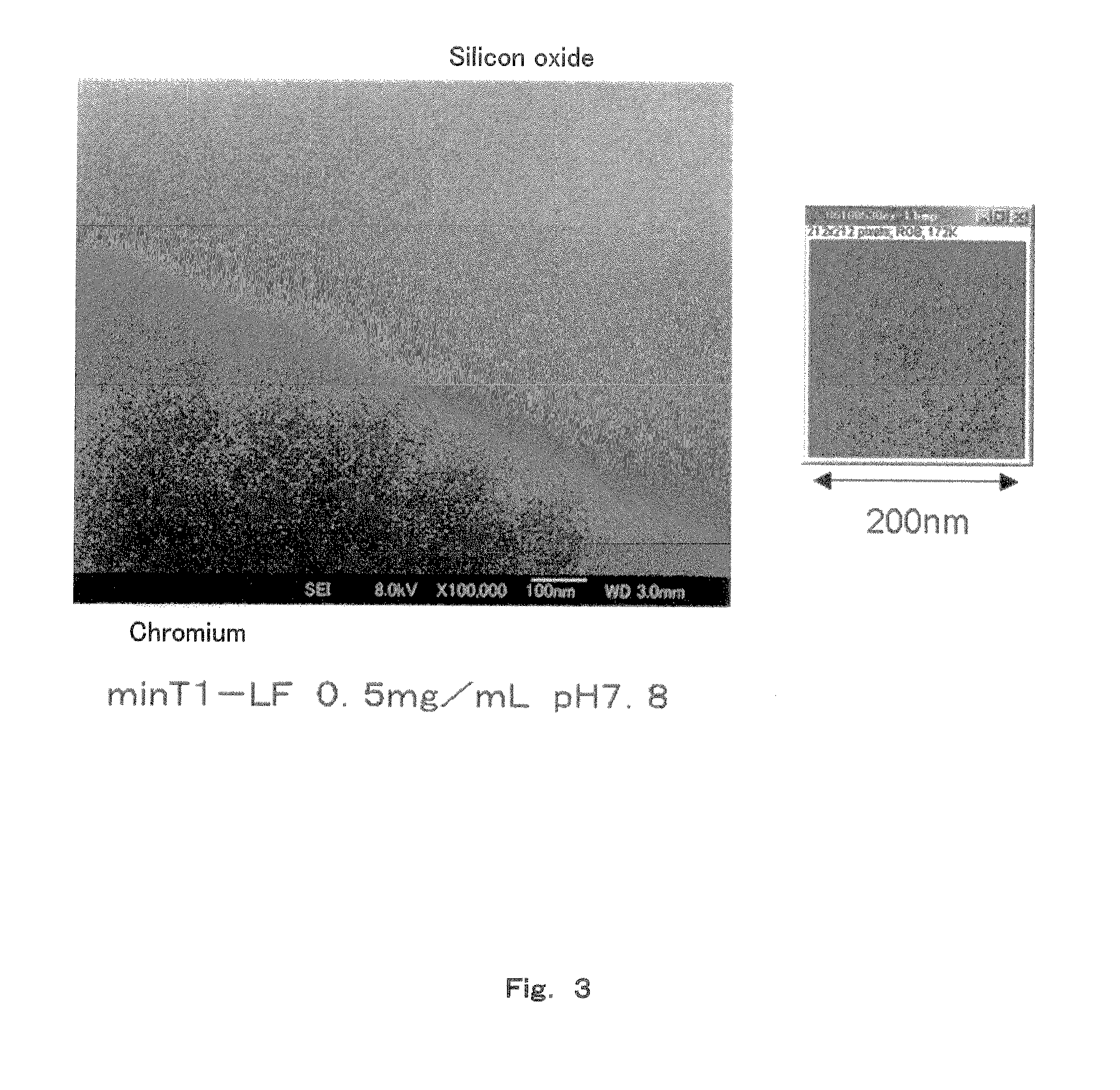 Method of arraying ferritin