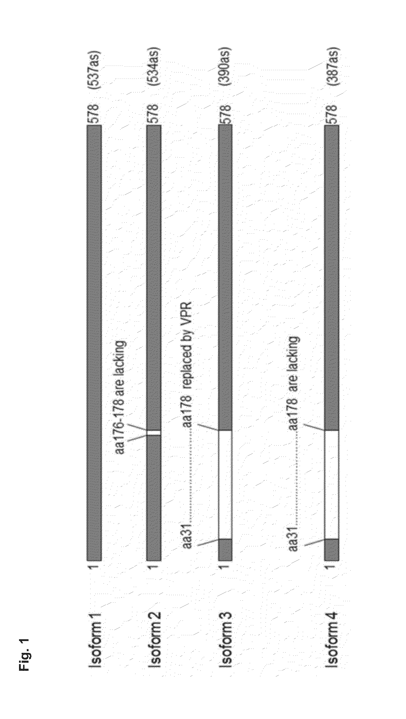 Gp2 isoforms and their use in autoantibody capture