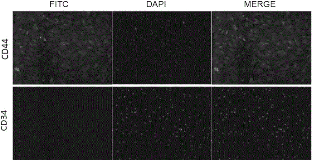 Dog mesenchymal stem cell injection and preparation method and application thereof