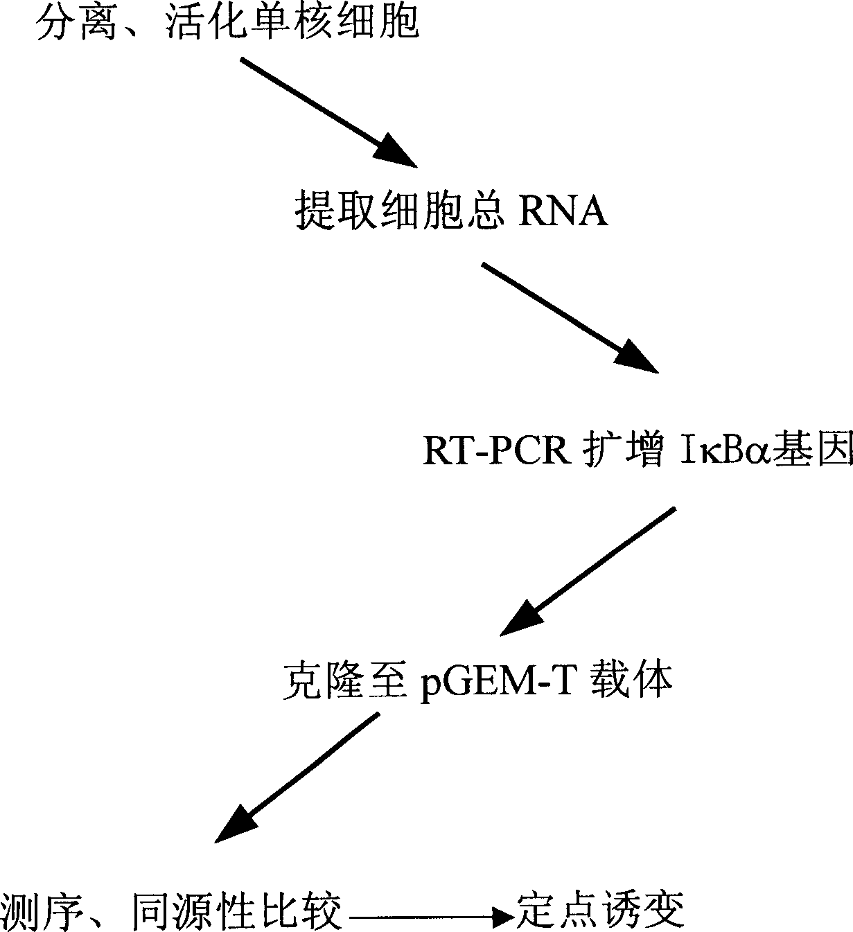 NF-ª—B inhibitor, preparing process thereof and application as antineoplastic medicine