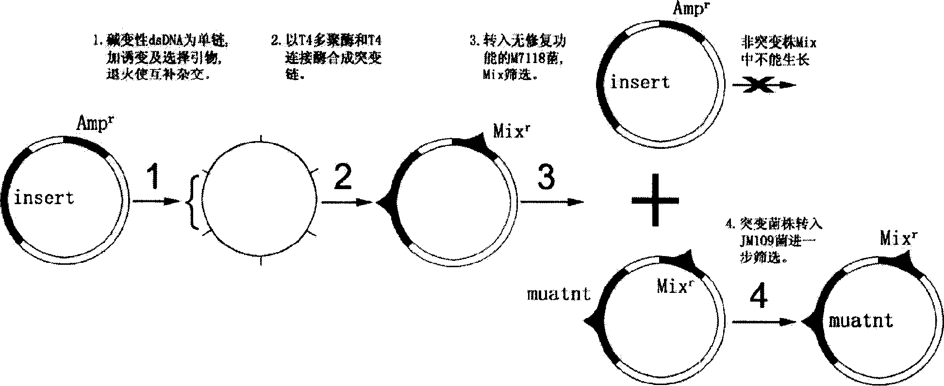 NF-ª—B inhibitor, preparing process thereof and application as antineoplastic medicine