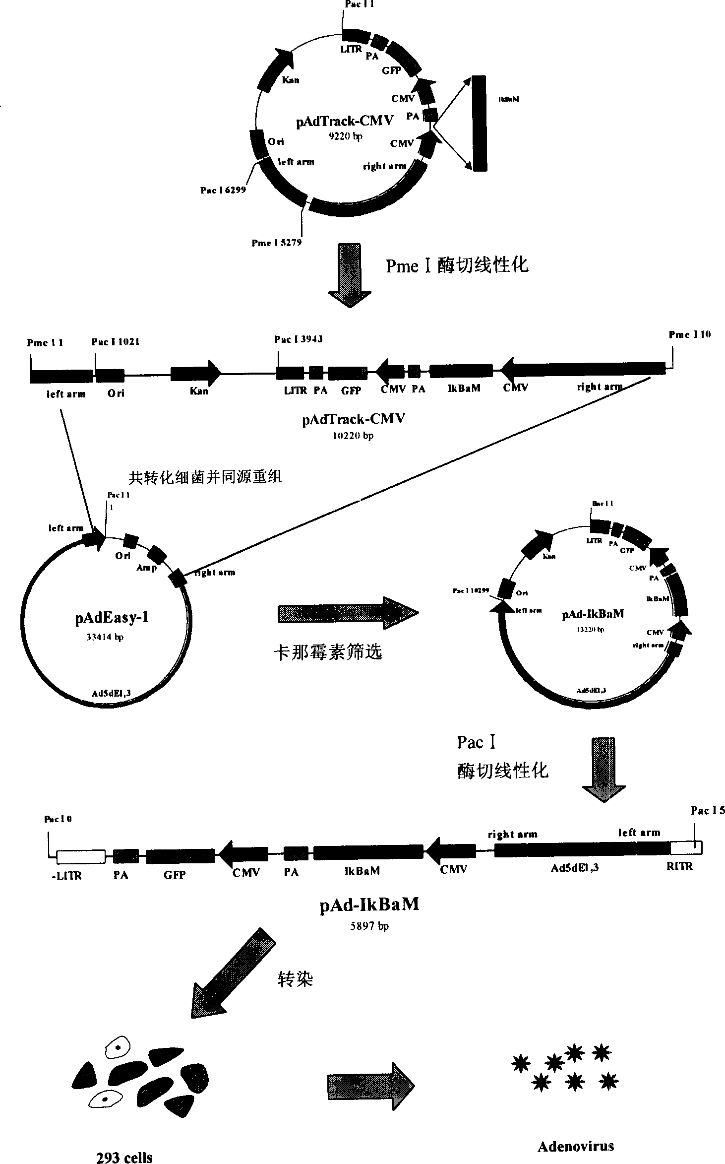 NF-ª—B inhibitor, preparing process thereof and application as antineoplastic medicine