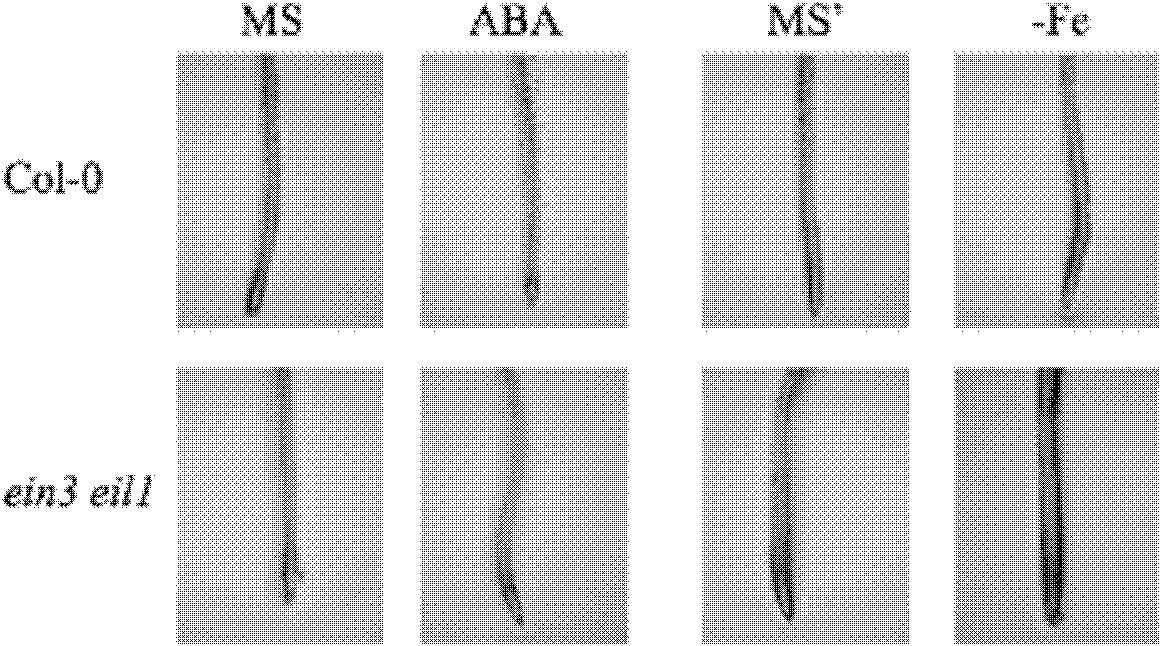 Application of gene EIN3 and gene EIL1 in promoting growth of plant root hair