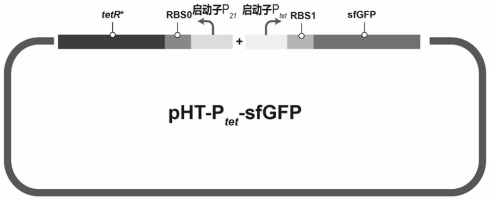 Dehydrated tetracycline-induced escherichia coli-bacillus subtilis universal inducible expression system