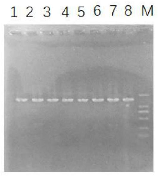 Mutant strain with deletion of type VI secretion systems of pseudomonas plecoglossicida and application of mutant strain