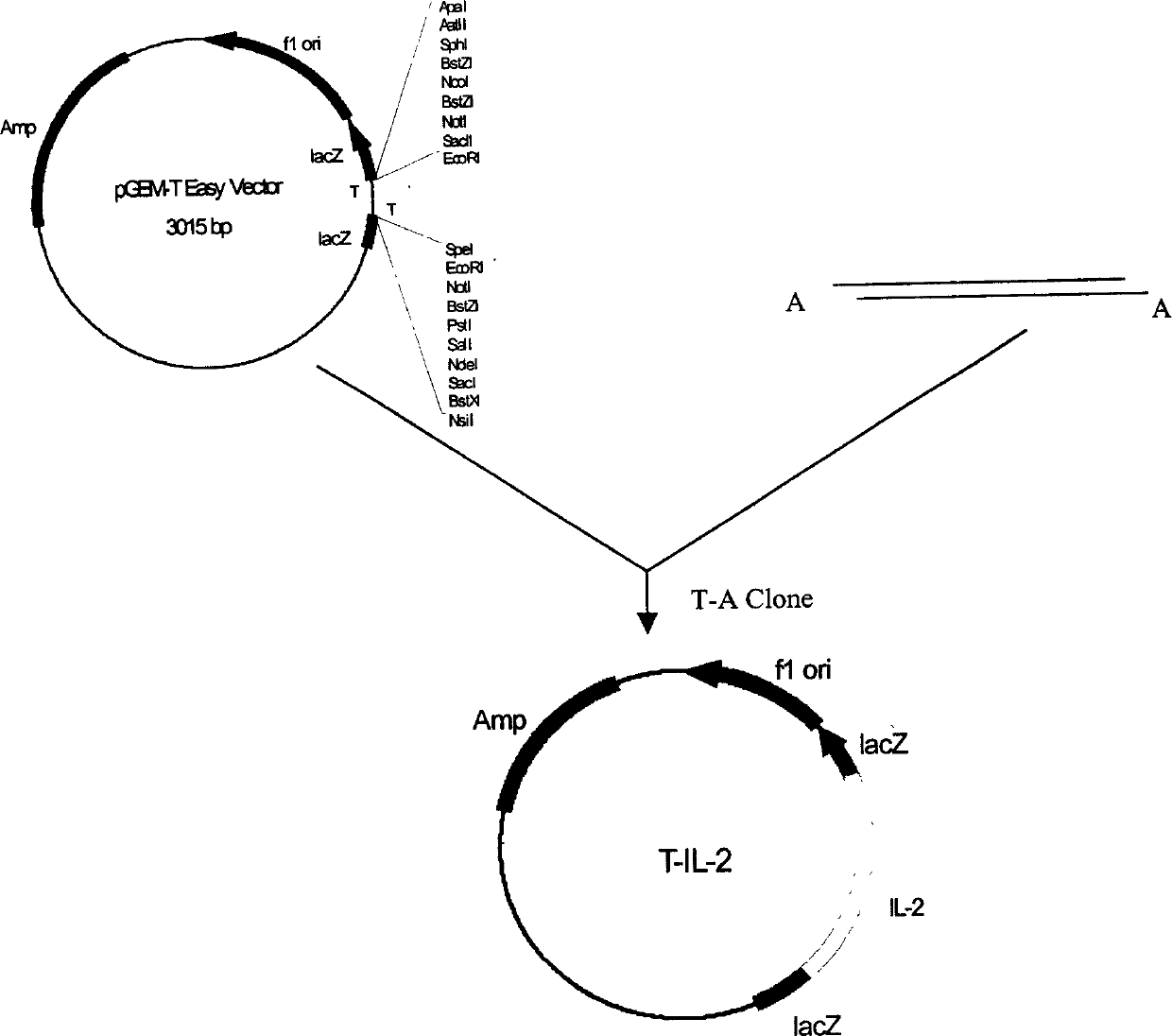 Avian interleukin-2 (IL-2) gene and eukaryon expressing plasmid and immunity reinforcing agent of bird vaccine