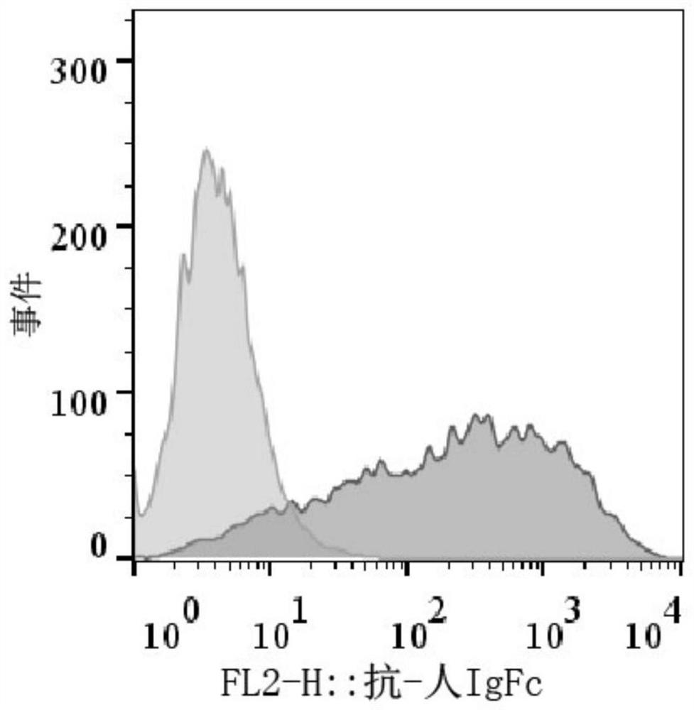 A kind of bcma chimeric antigen receptor based on single domain antibody and its application