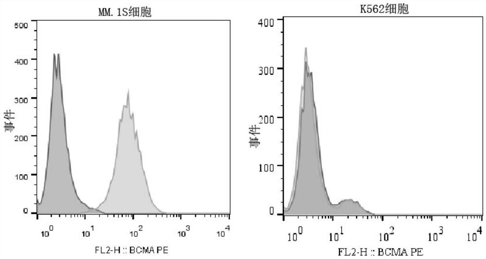 A kind of bcma chimeric antigen receptor based on single domain antibody and its application