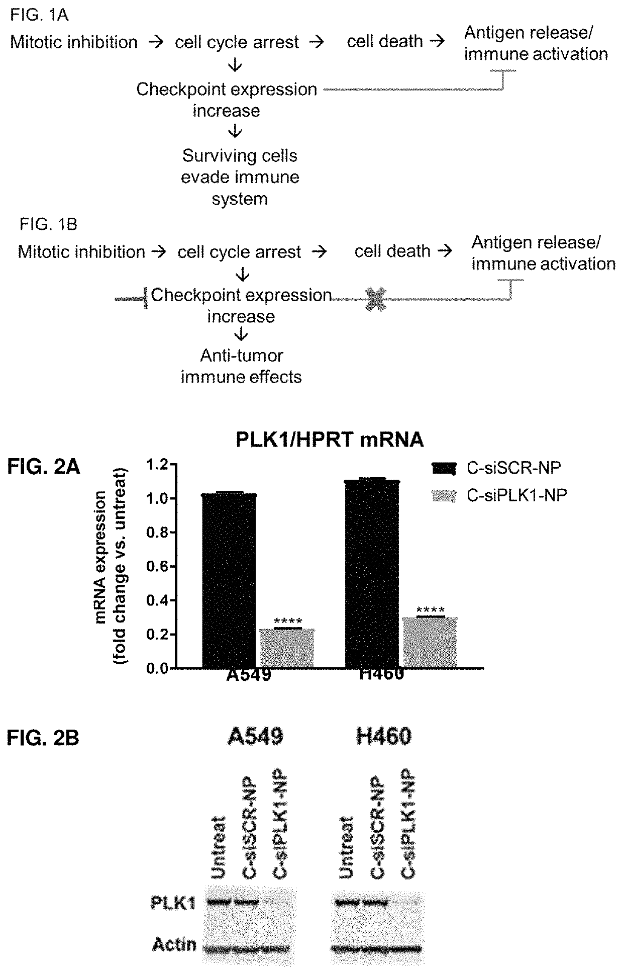 Therapeutic constructs for co-delivery of mitotic kinase inhibitor and immune checkpoint inhibitor