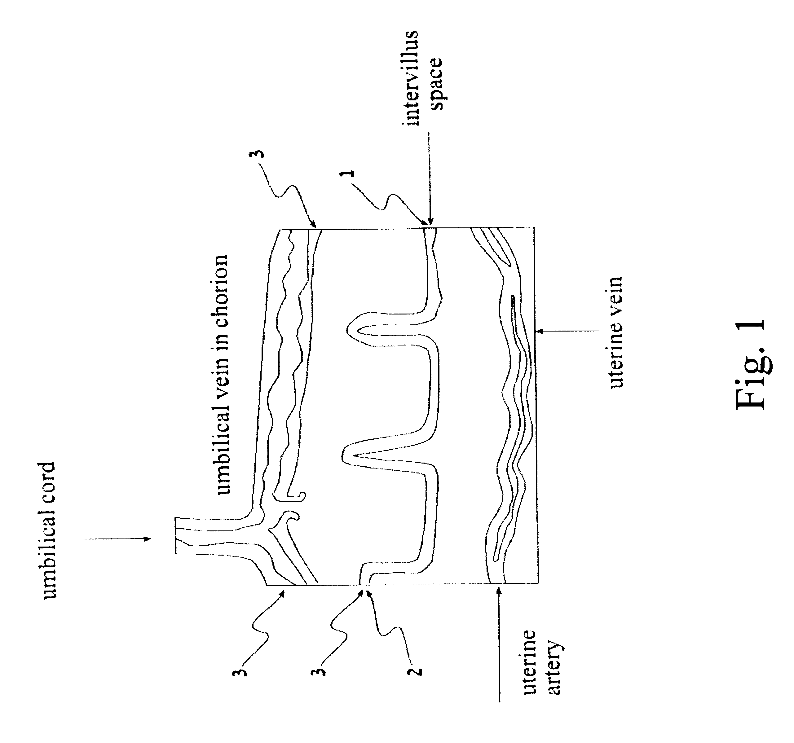 Method and system for system identification of physiological systems