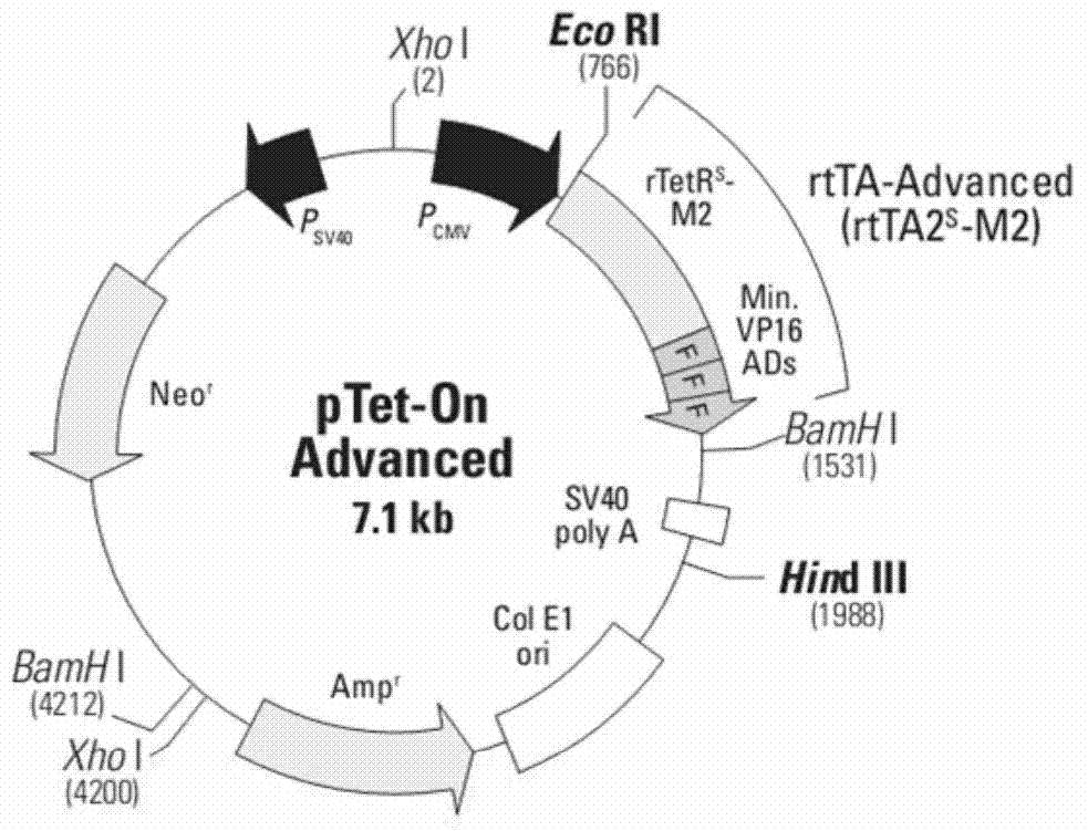 Carrier inducing reversible immortalization of in vitro animal cells and application thereof