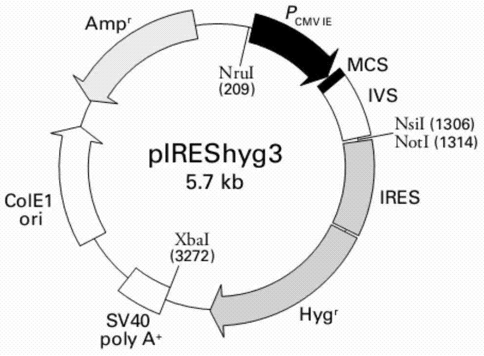 Carrier inducing reversible immortalization of in vitro animal cells and application thereof