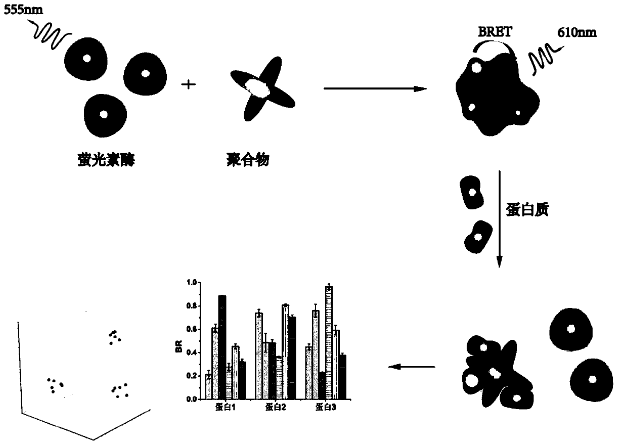 Protein bioluminescence imaging sensor based on peryleneimide multi-arm polymer