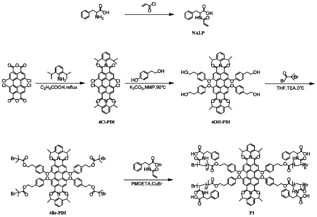 Protein bioluminescence imaging sensor based on peryleneimide multi-arm polymer