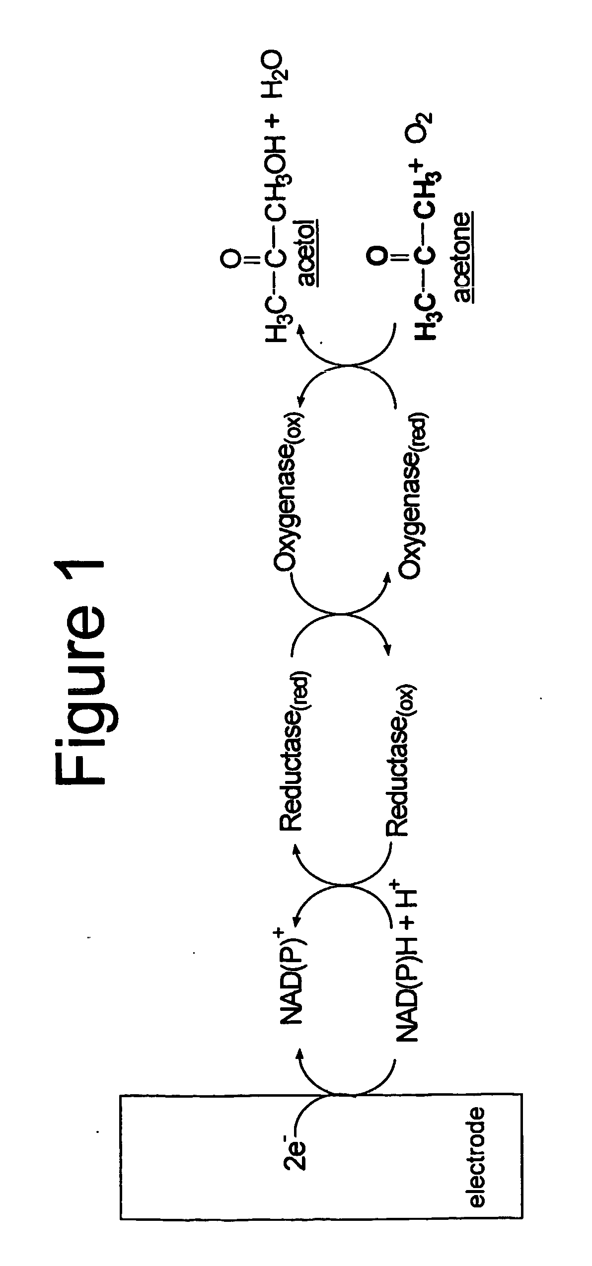 Enzyme-based system and sensor for measuring acetone