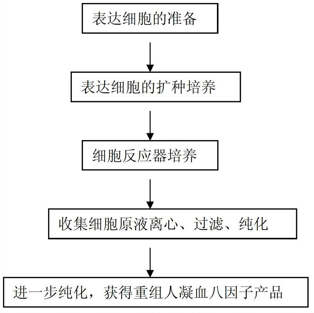 Method for effectively expressing recombinant human coagulation factor VIII