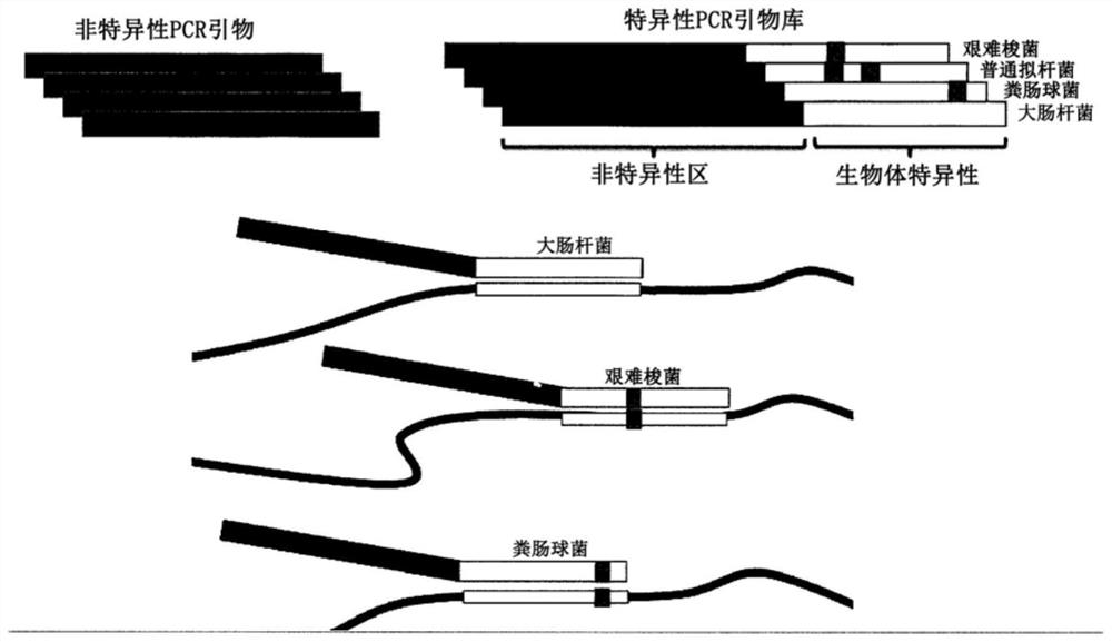 Multiple specific/nonspecific primers for PCR of a complex gene pool