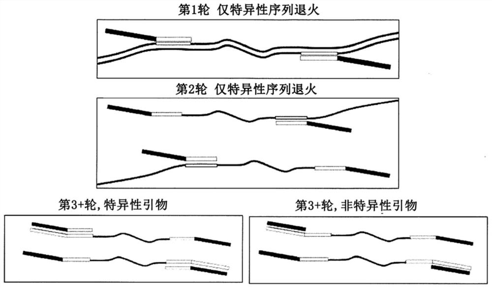 Multiple specific/nonspecific primers for PCR of a complex gene pool