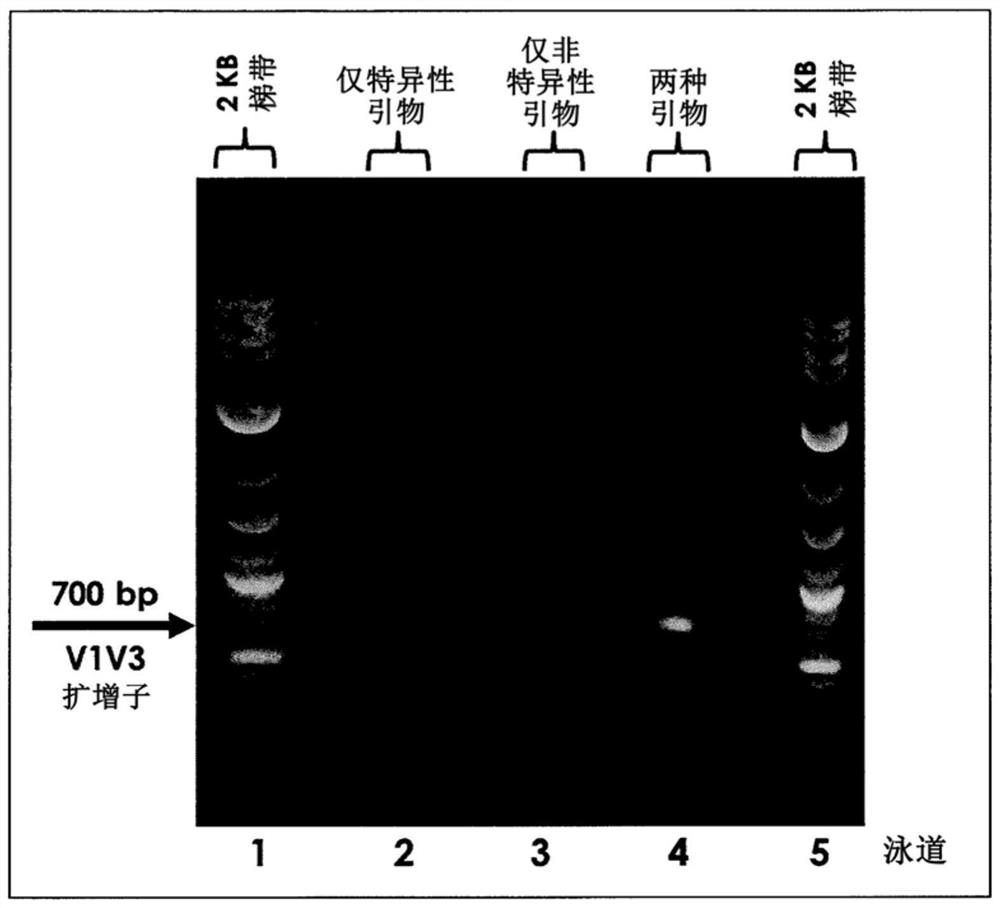 Multiple specific/nonspecific primers for PCR of a complex gene pool