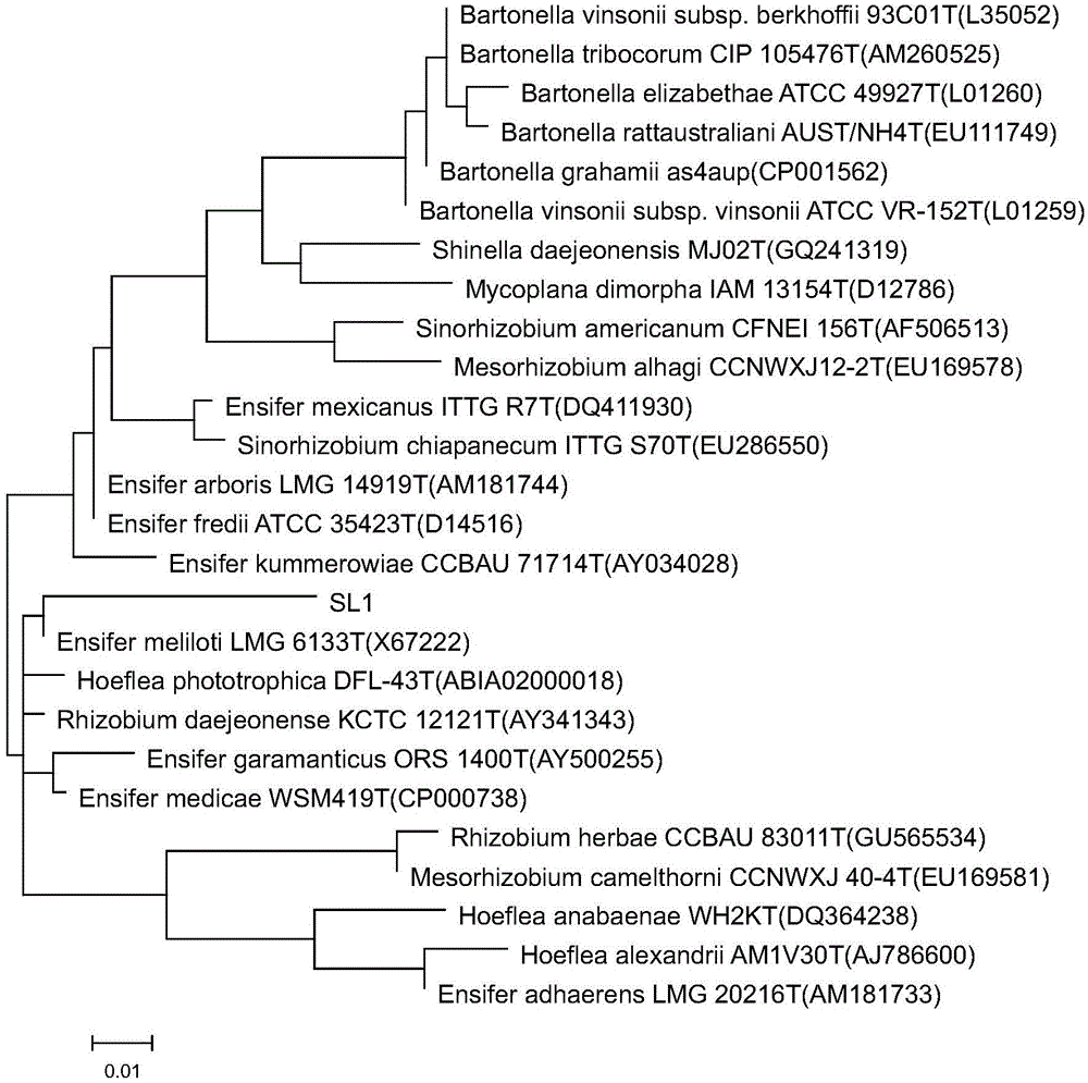 Rhizobium capable of degrading polychlorinated biphenyl and application thereof