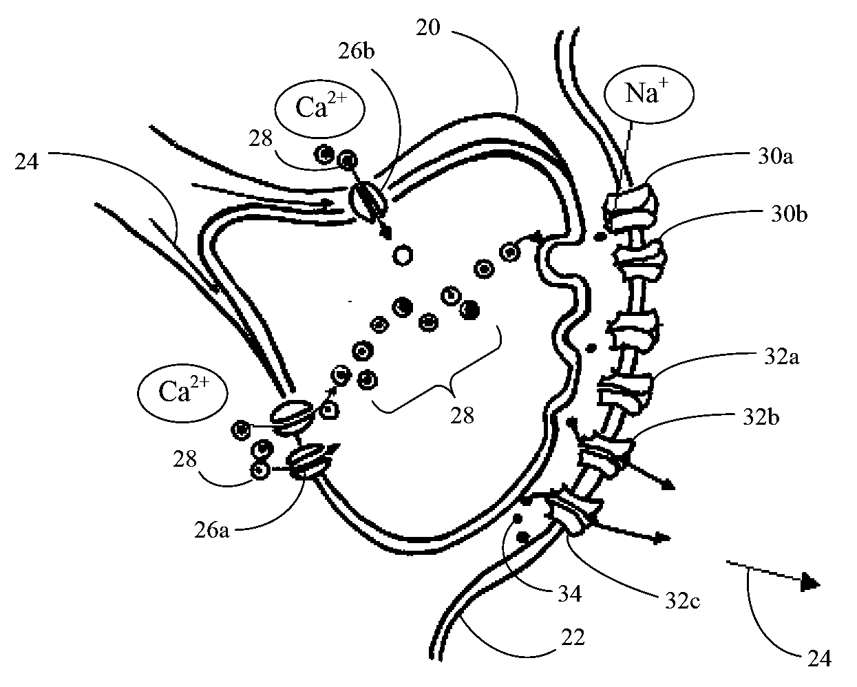 Topical Eutectic Anesthetic Composition for Oral or Dermal Tissue