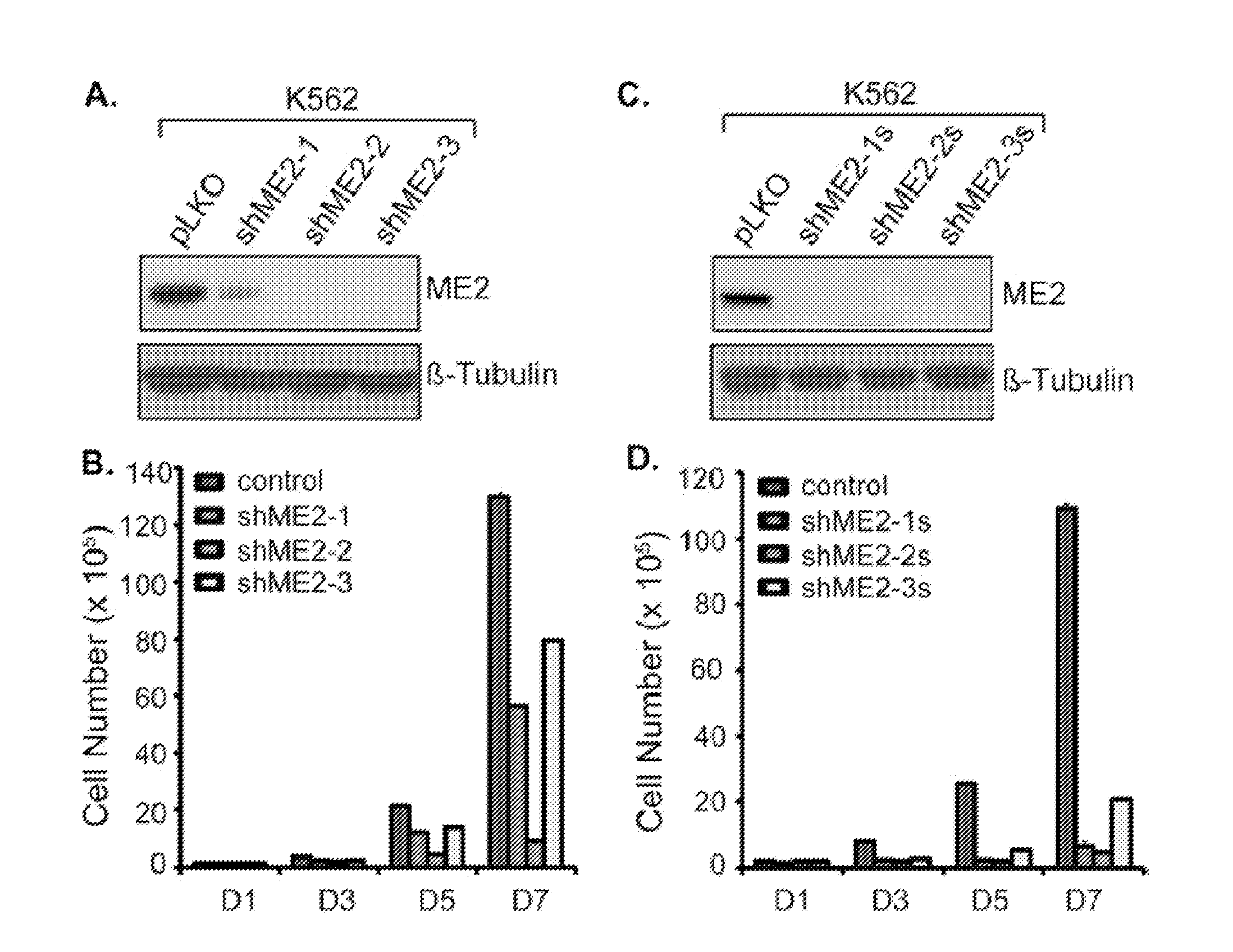 Methods and compositions for malic enzyme 2 (ME2) as a target for cancer therapy