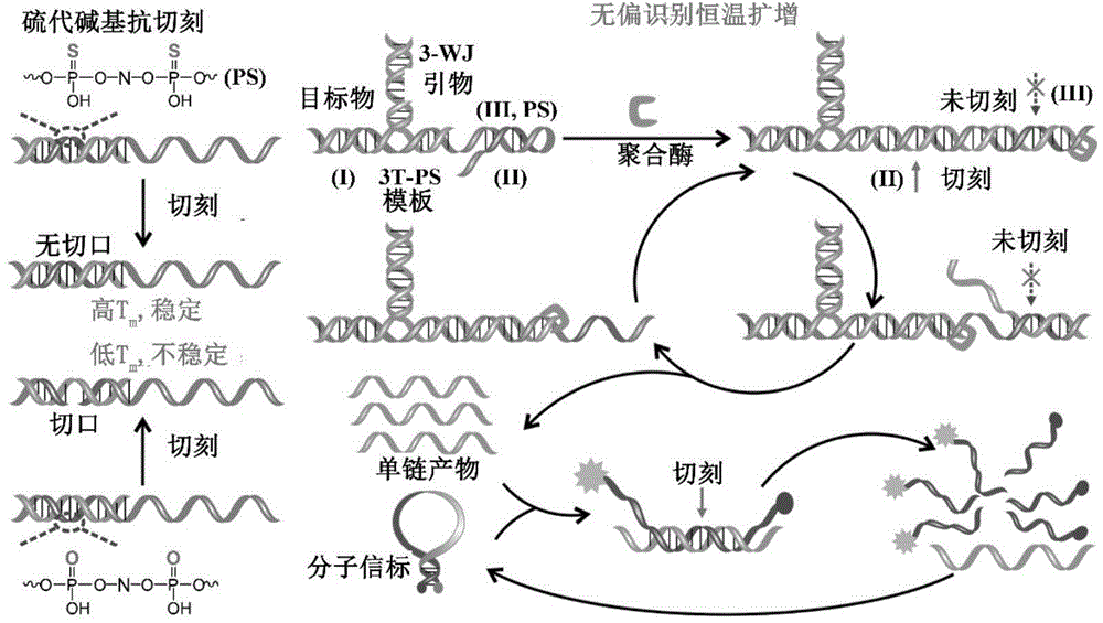 Small RNA (ribonucleic acid) detection kit and quantitative method based on unbiased recognition and isothermal amplification