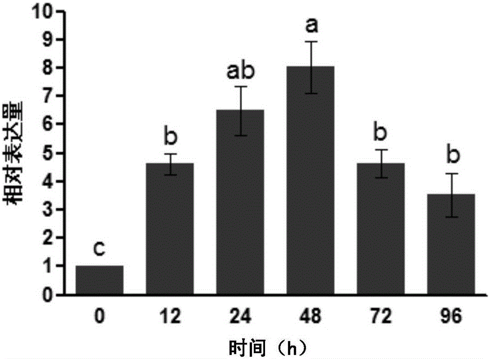 Cultivation method of genetically modified WMYB-R wheat resistant to root rot and sheath blight and related biological material thereof