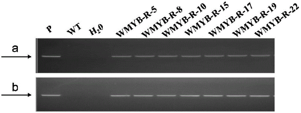 Cultivation method of genetically modified WMYB-R wheat resistant to root rot and sheath blight and related biological material thereof