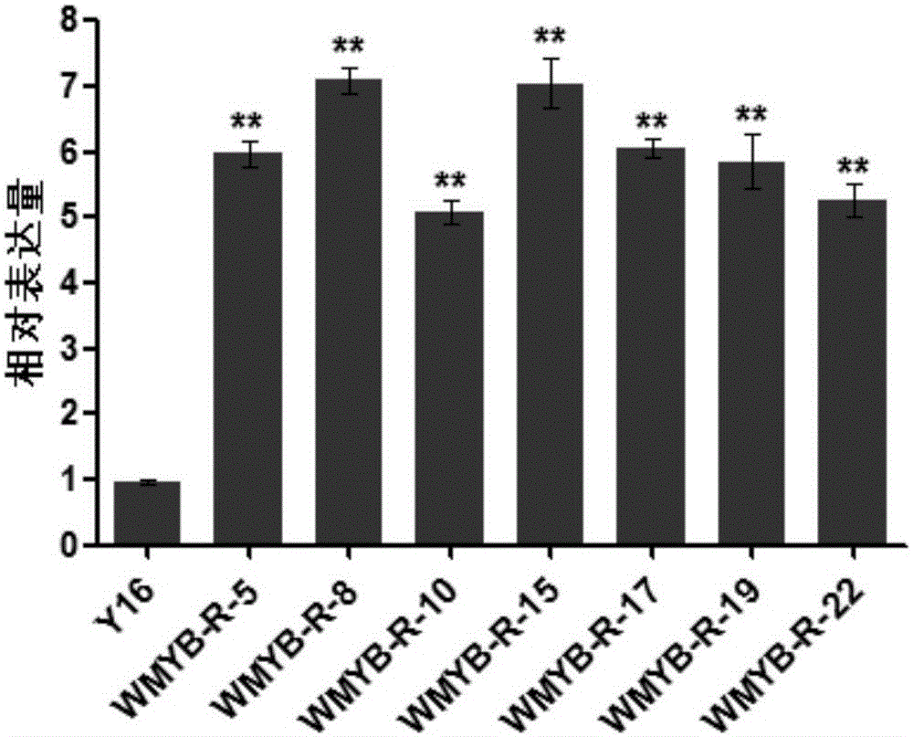 Cultivation method of genetically modified WMYB-R wheat resistant to root rot and sheath blight and related biological material thereof