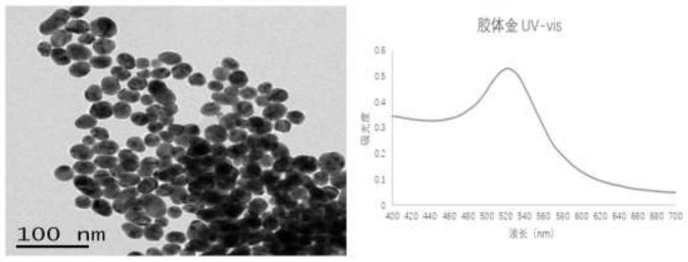 Bacillus cereus immune colloidal gold rapid detection test strip and preparation method thereof